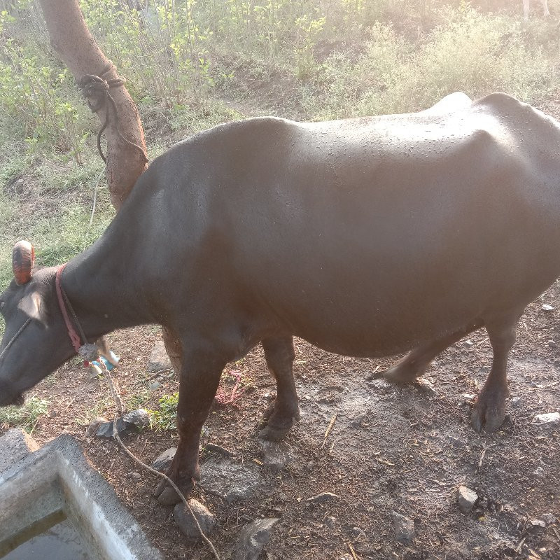 थंबनेल 2