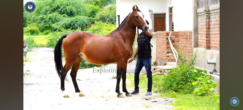 મારવાડી ઘોડી  કે વછેરી લેવાની છે