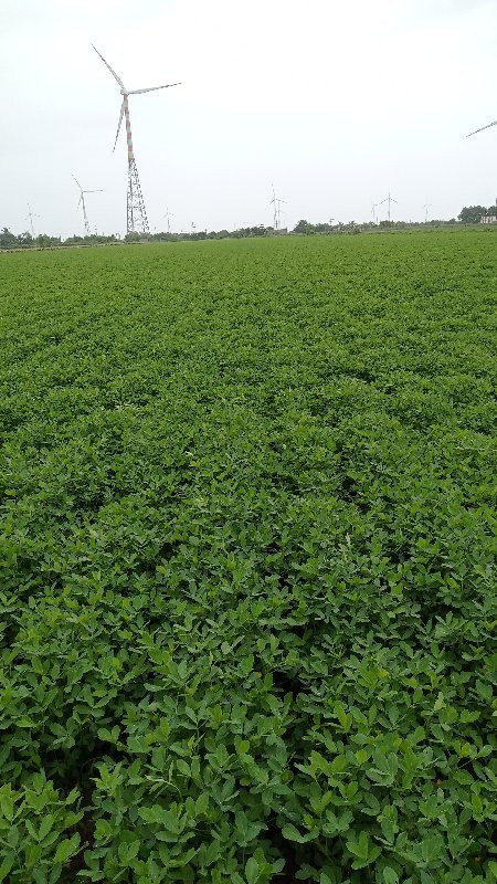 थंबनेल 3