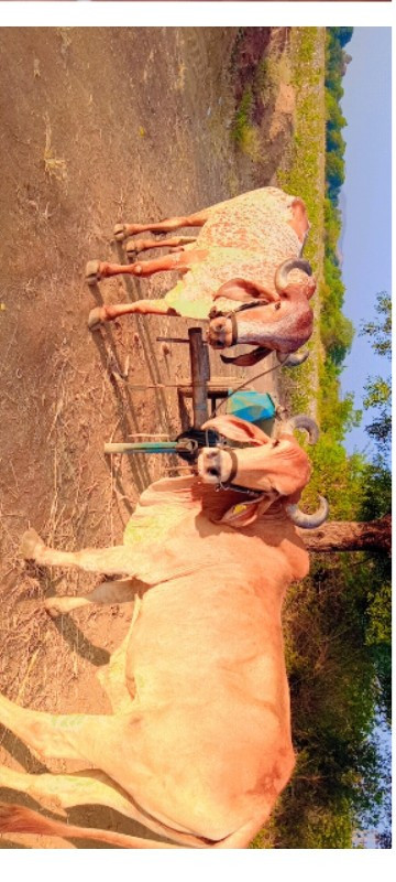 બળદ વેચવાના છે