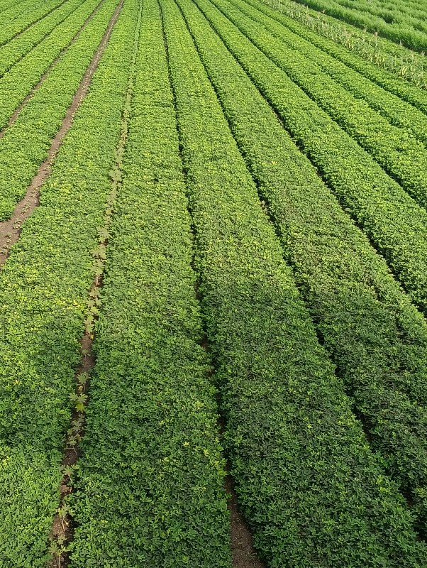 ગીરનાર-૪ બિયારણ ક્વોલિટી