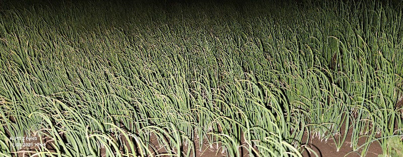 પીળી પતી નો રોપ્ વેચવા નો છે