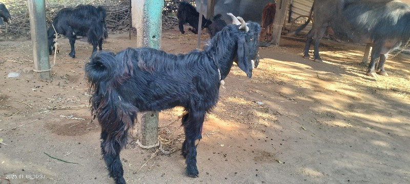 બકરાં વેંચવા ના સે