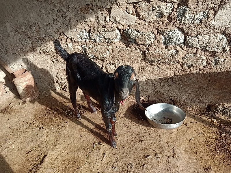 दोन बोकड विकणे आहे