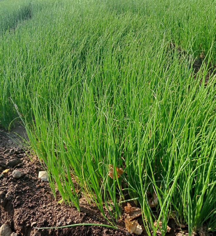 સફેદ બુધેલ લીલો રોપ વેચવાનો છે