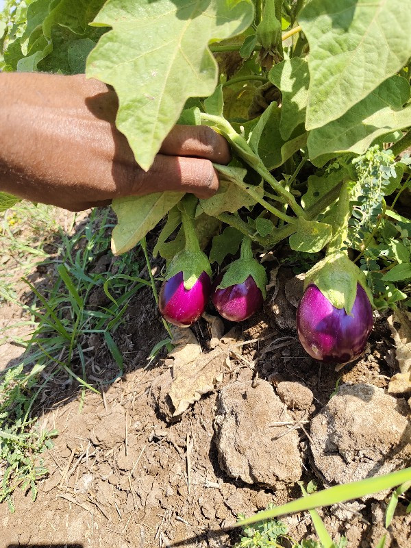 थंबनेल 3