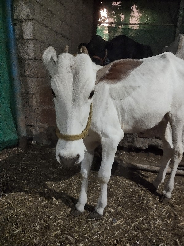 थंबनेल 2