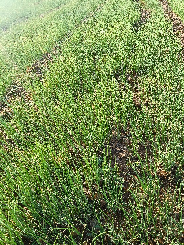 ડુંગળી નો રોપ પિરી પતિ