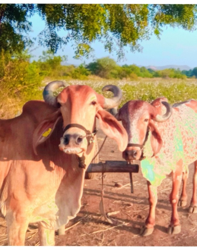 થંબનેલ 2