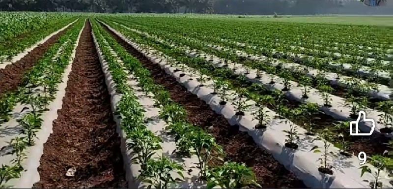 થંબનેલ 5