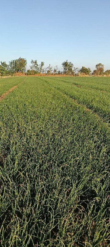 બુધેલ સફેદ લીલો રોપ