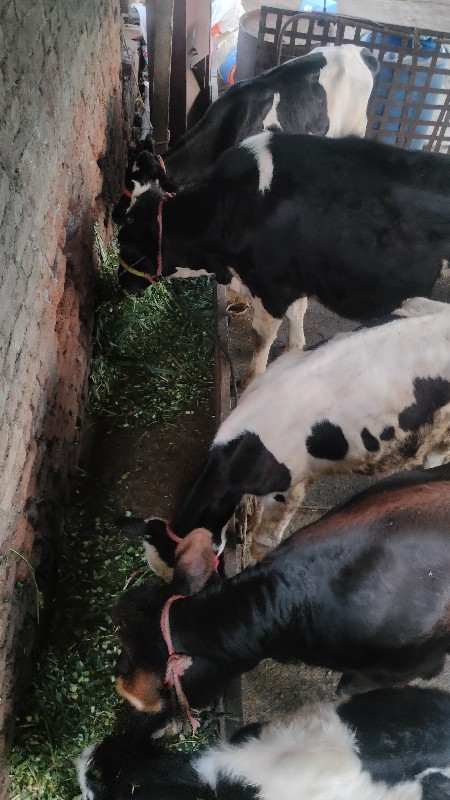 पाड्या विकणे आहेत