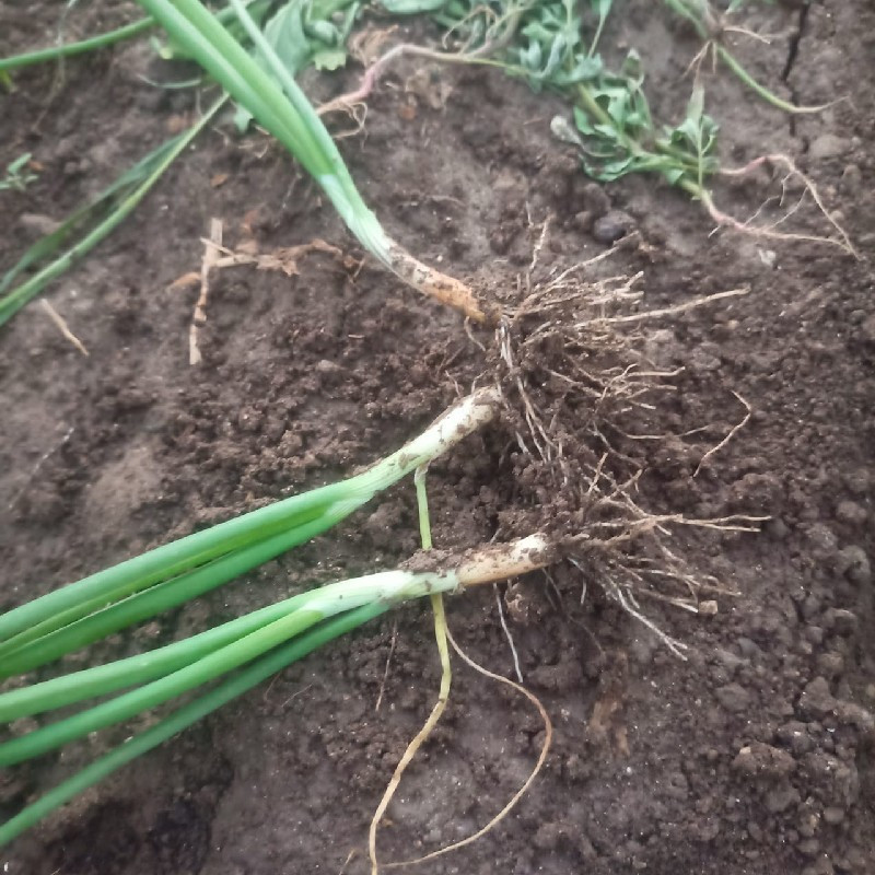 ડુંગળીનો રોપ વેચવાનો છે