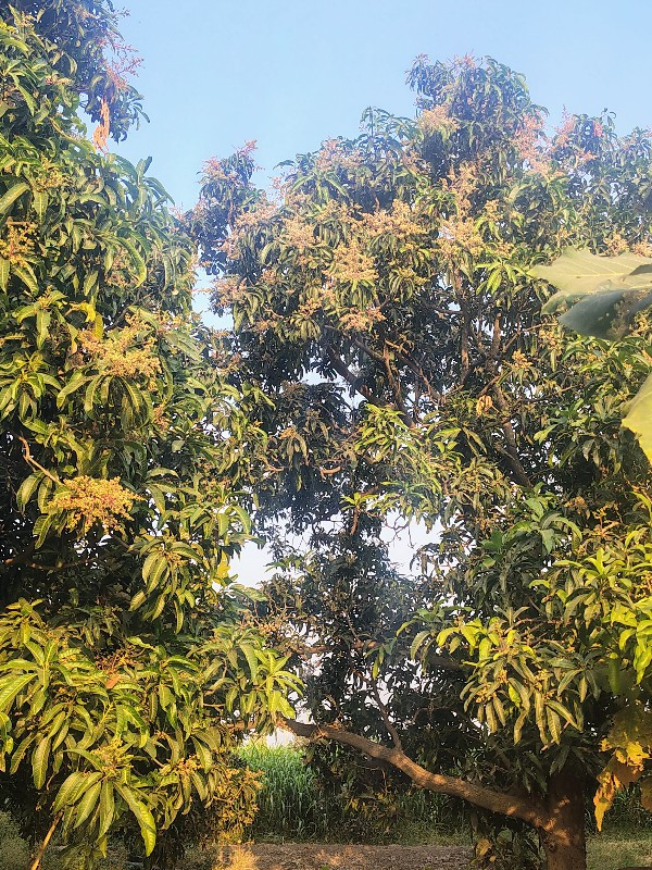 કેસર કેરીના આબાનો ઇજારો