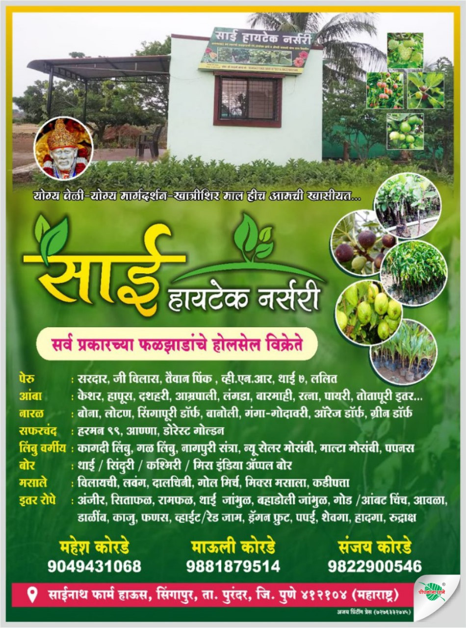 साई हायटेक नर्सरी