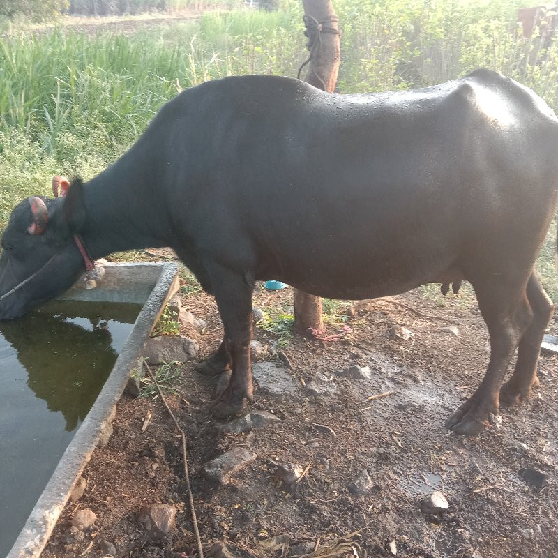 mahismurha vikne ahe