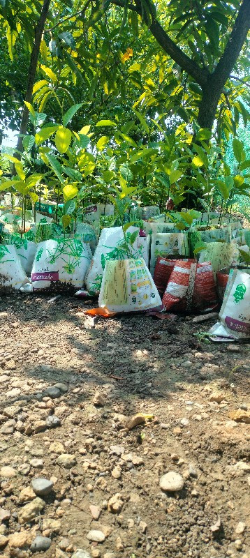 थंबनेल 2