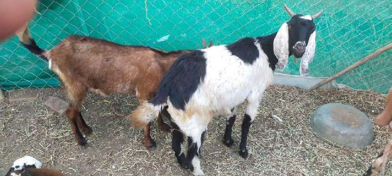 થંબનેલ 2