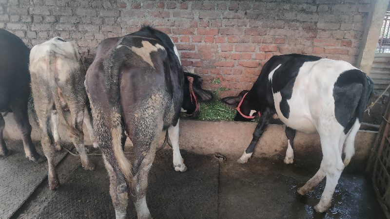 थंबनेल 4