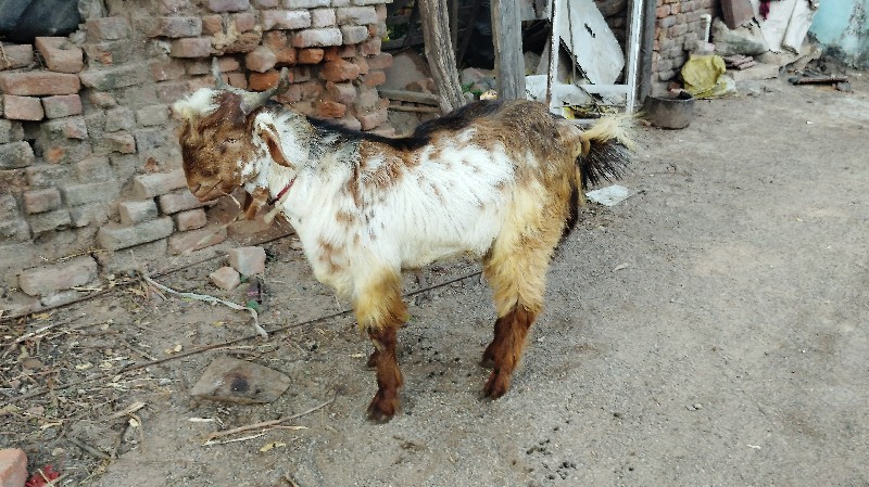 थंबनेल 2