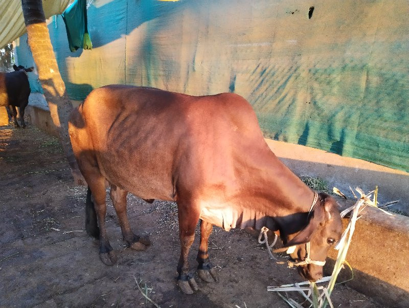 थंबनेल 2