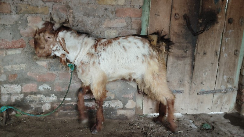 थंबनेल 3