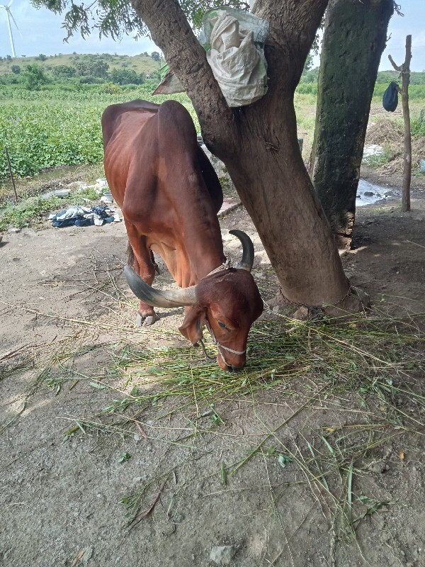 ગોઢલા વેચવાના છે