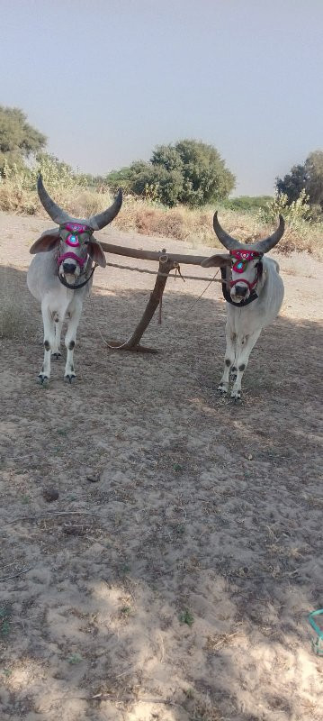 વઢિયાર બળદ વેચવાના છે