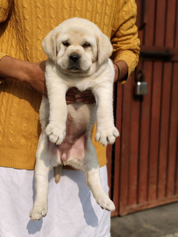 બધી પ્રજાતિ ના ડોગ મળશે.