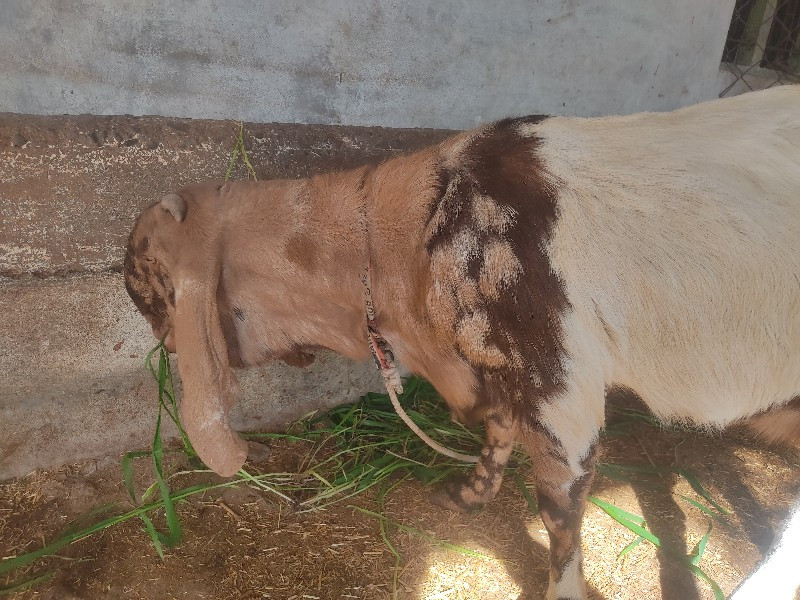 bakri vechvani che gabhni