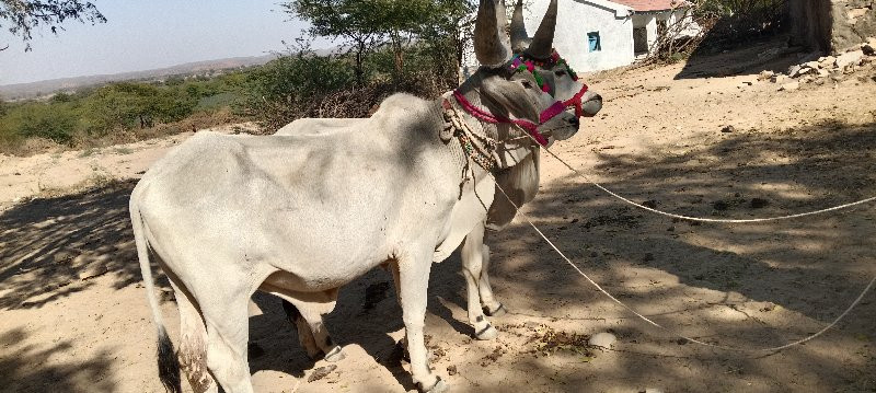 थंबनेल 3