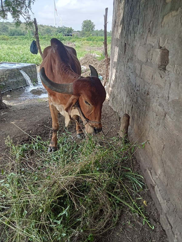 થંબનેલ 2