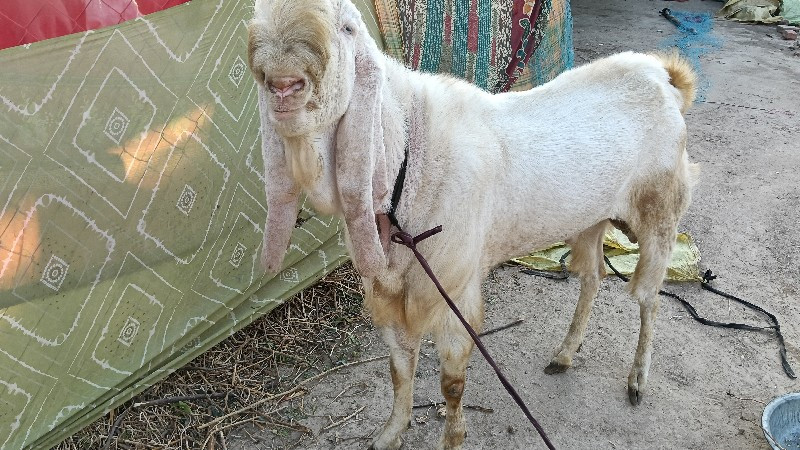 ગુલાબી બકરો વેચવાનો છે