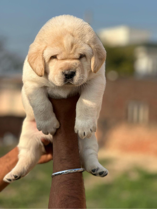 Punjab breed leb male Available