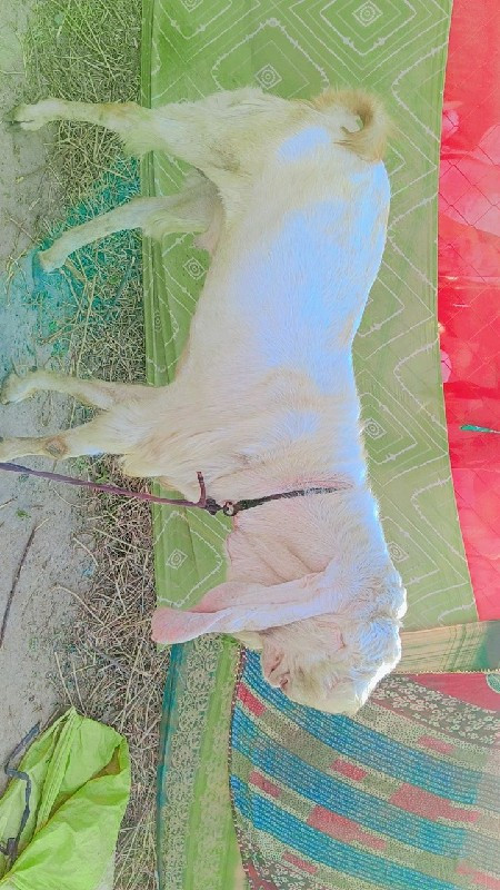 થંબનેલ 3