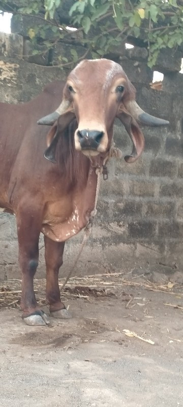 થંબનેલ 2