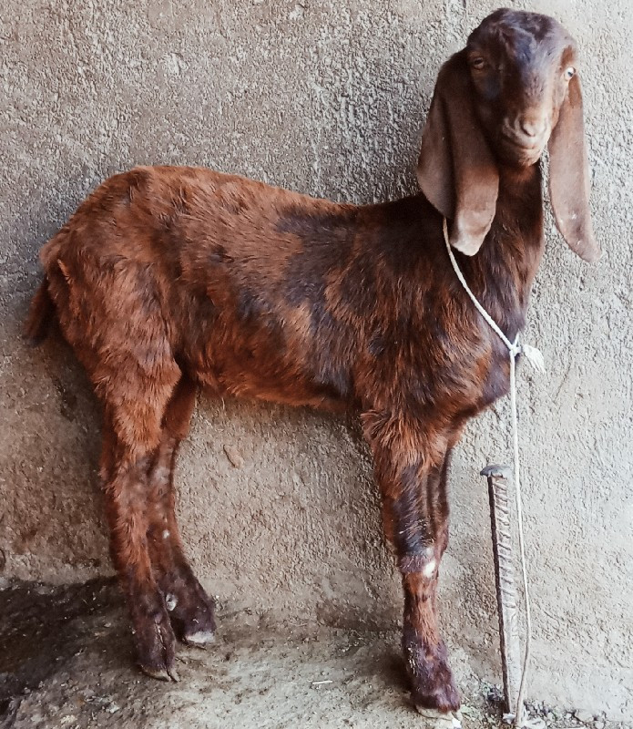 થંબનેલ 2