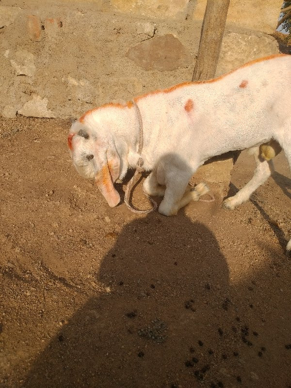 થંબનેલ 2