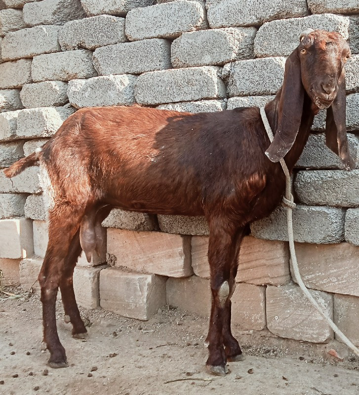 પૃથ્વી ભાઈ વાઘેલા