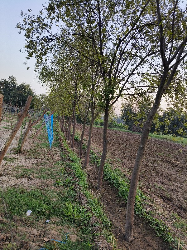 સફેદ સુખડ ચંદન ની ખેતી