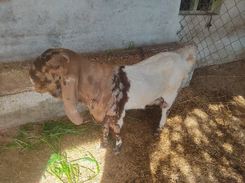 થંબનેલ 2