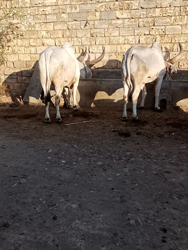 ત્રણ વાવણી  વાવેલ