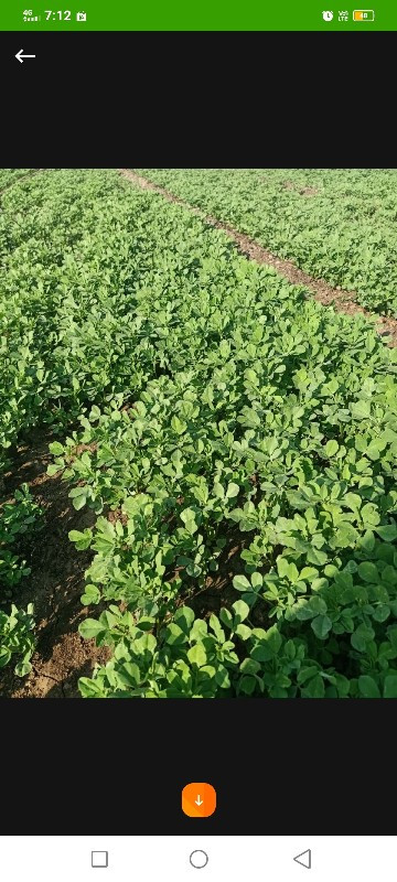 ત્રણ વીઘા ની મેથી