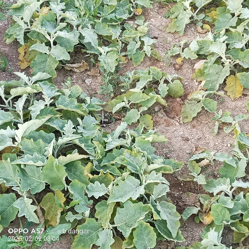 थंबनेल 2