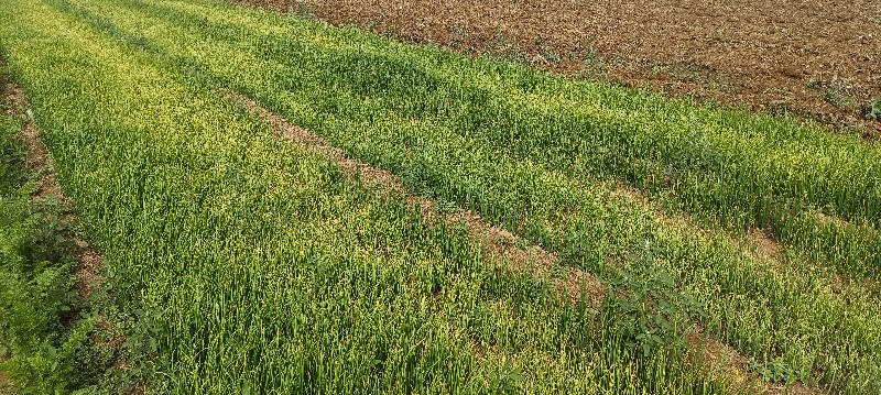 થંબનેલ 3