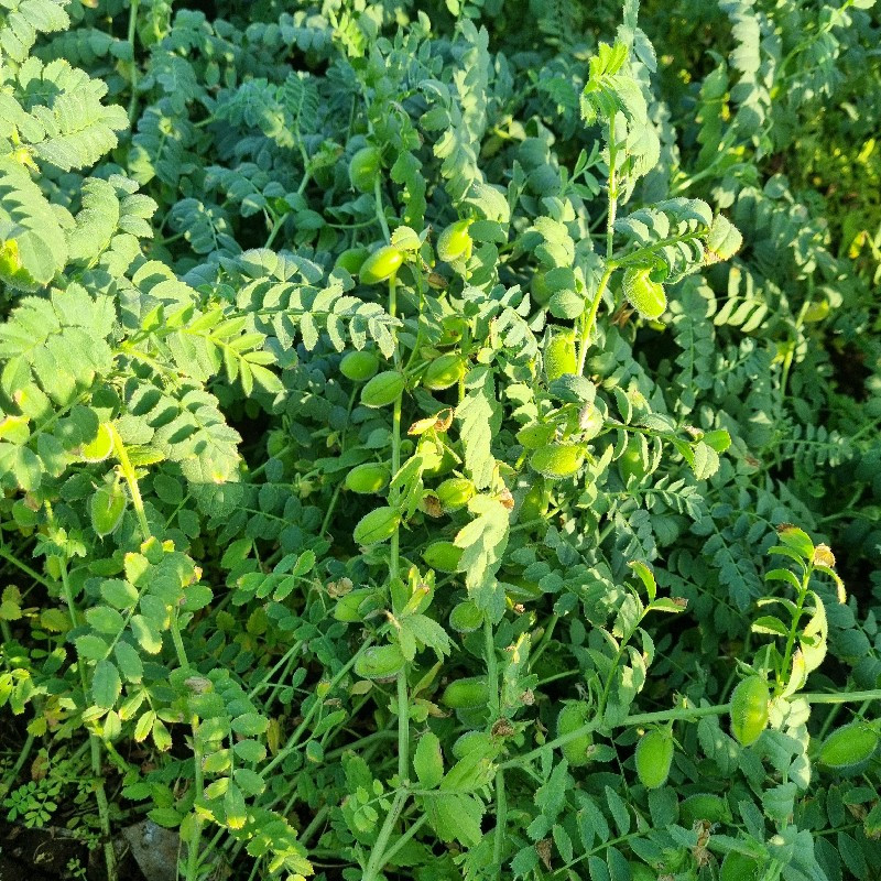 थंबनेल 3