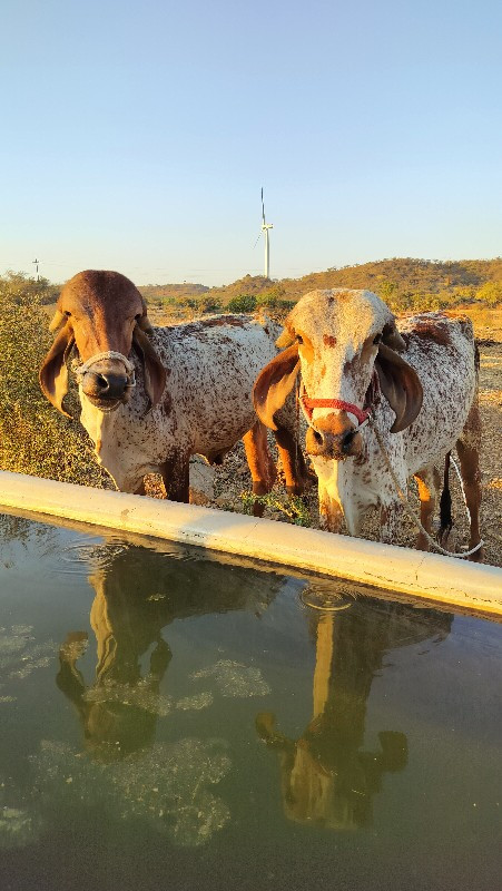 થંબનેલ 2