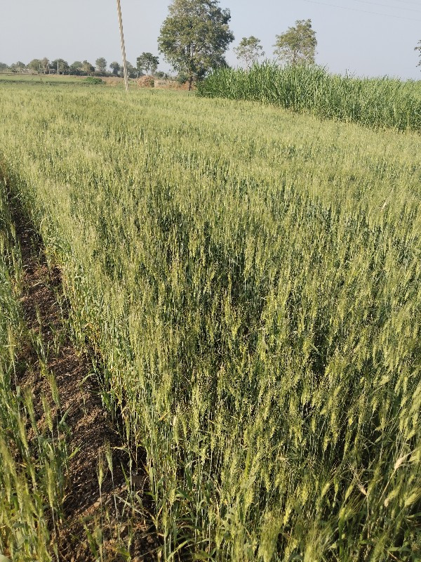 જમીન લે વેચ માટે મળો.8980478287