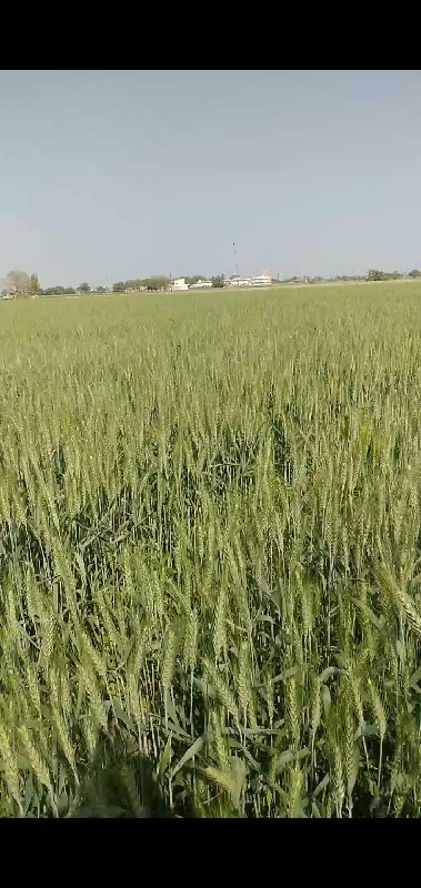 જમીન વેચવાની છે 17 વિઘા