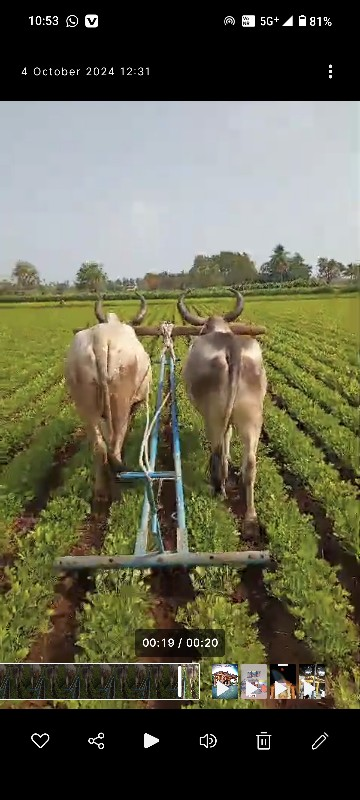 બીજી ધર માં ફુલ જવાબદારી